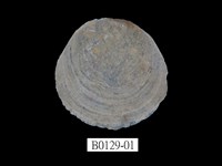 藏品(雲母蛤)的圖片